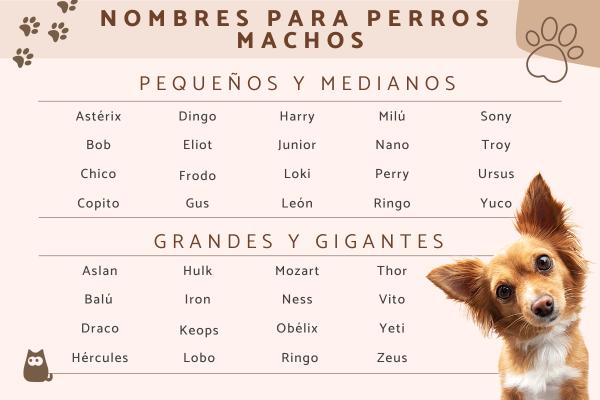 100 nombres para perros machos pequenos 1