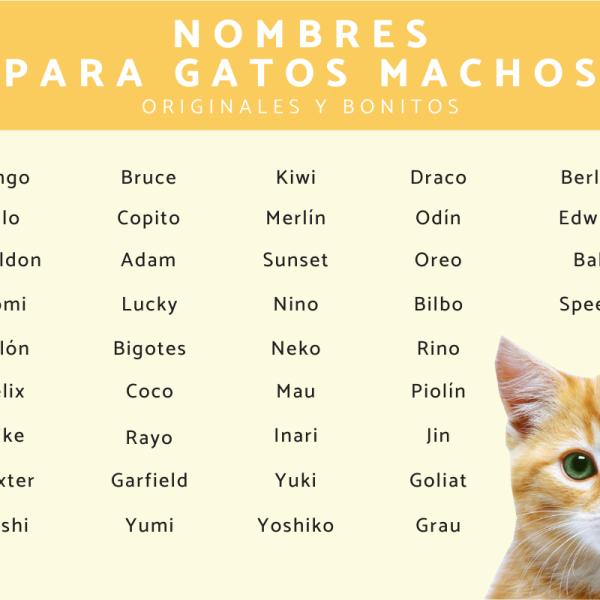 1000 nombres para gatos machos 2