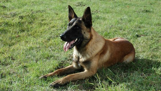 Significado del nombre rex para perro 5