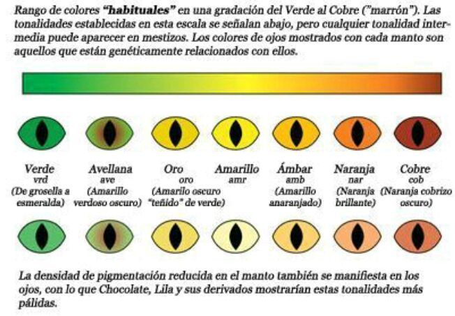 Generador de nombres para gatos 1