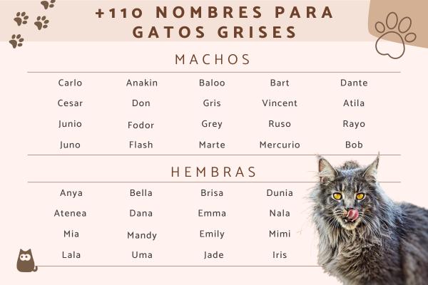 Nombre para gato gris hembra 2