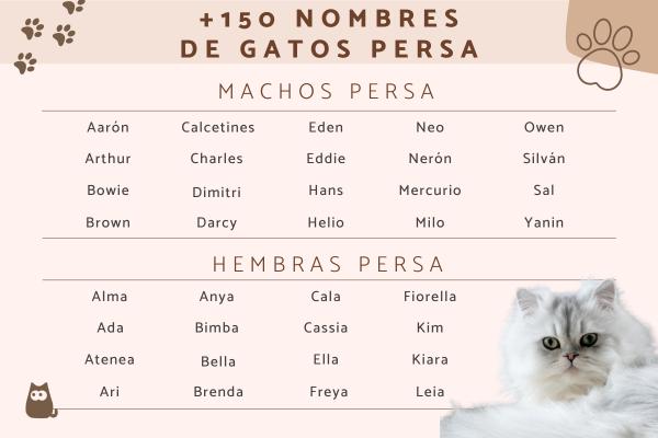Nombre para gatos angora machos 1