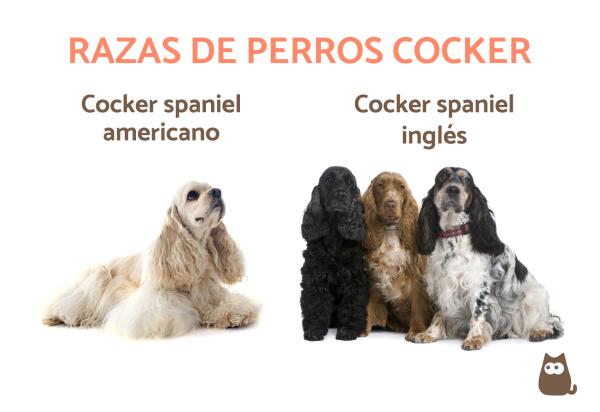 Nombre para perra cocker 1
