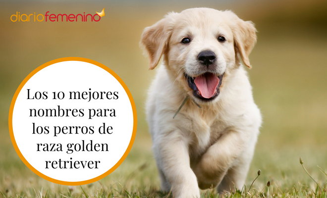Nombre para perra golden 1