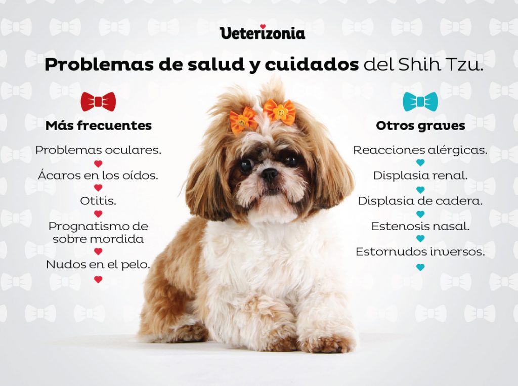 Nombre para perra shitzu 1
