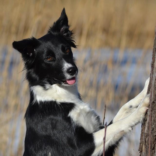 Nombre para perras border collie 1