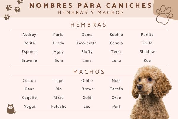 Nombre para perro caniche hembra 1