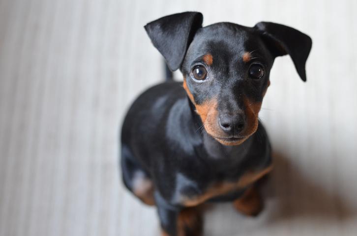 Nombre para perro de raza pinscher 2