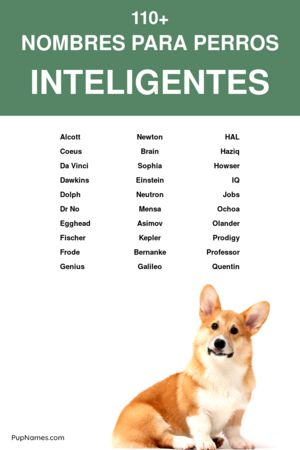 Nombre para perros machos grandes y fuertes 3