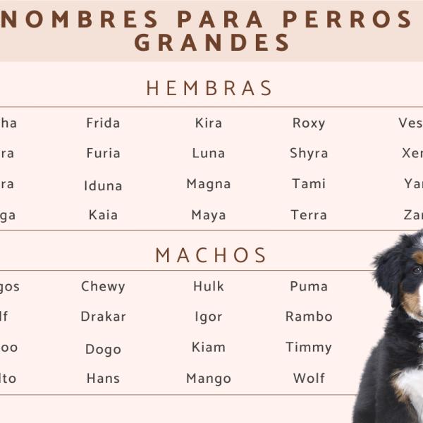 Nombre para perros machos grandes y fuertes 1