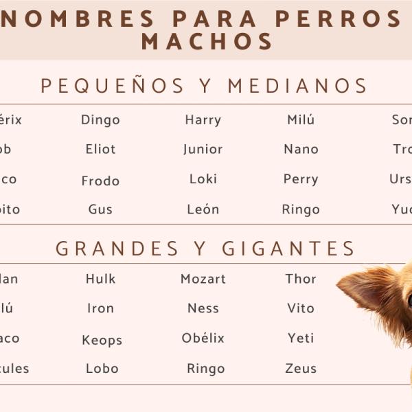 Nombre para perros peludos machos 2