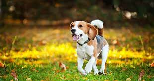 Nombres africanos para perros 2