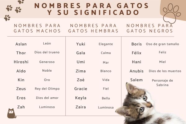 Nombres arabes para gatos machos 3