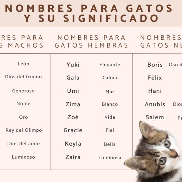 Nombres arabes para gatos machos 1