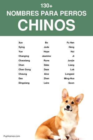 Nombres chinos para perros pitbull 1