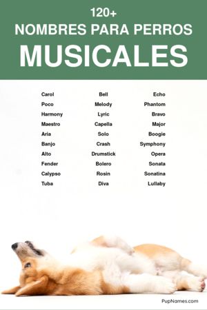 Nombres de artistas para perros 2