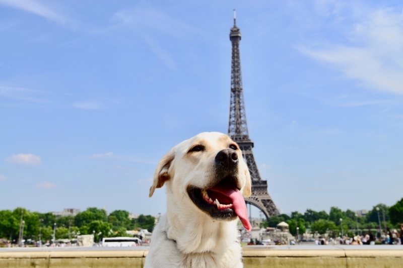 Nombres de ciudades del mundo para perros 2