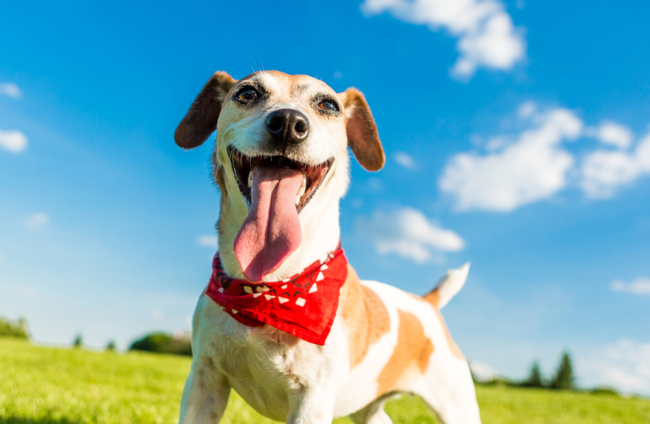 Nombres de estrellas de rock para perros 1