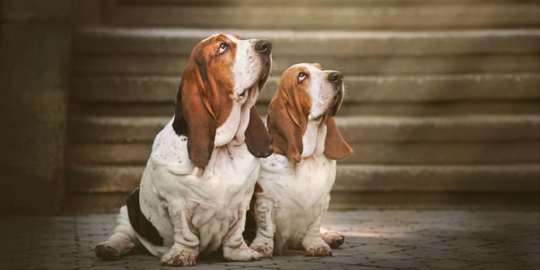 Nombres de la biblia para perros 2