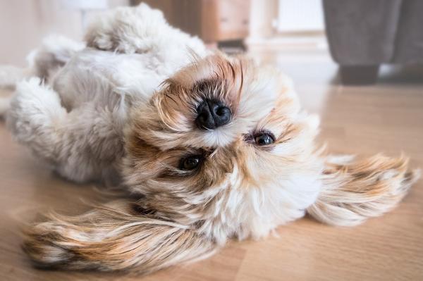 Nombres de la biblia para perros 3