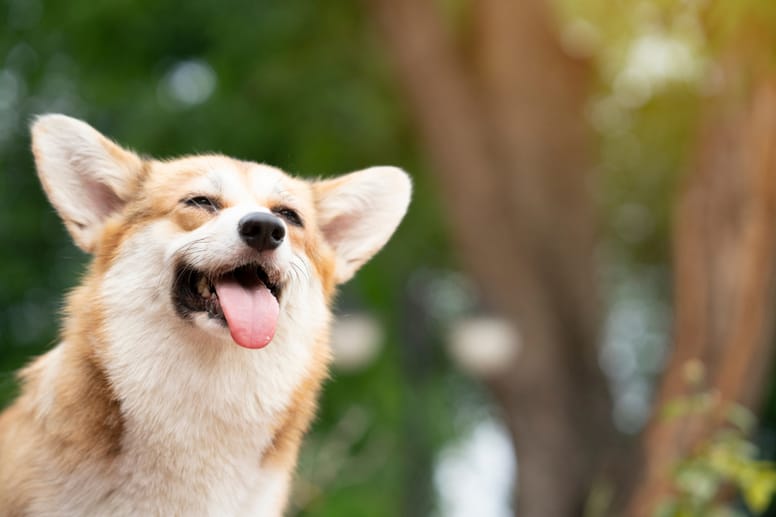 Nombres de series para perros 6