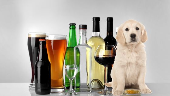 Nombres de humanos para perros 4