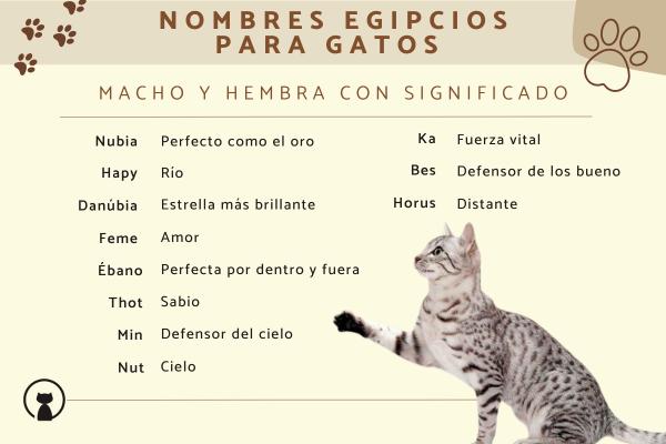 Nombres egipcios para gatas hembras 3
