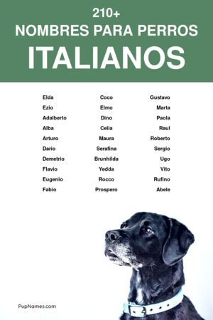 Nombres en otros idiomas para perros 3