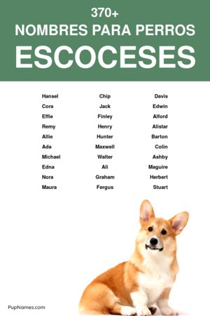 Nombres escoceses para perros 1