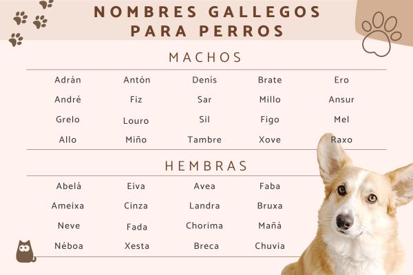 Nombres gallegos para perros 1