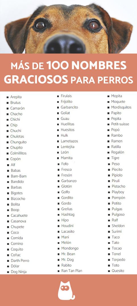 Nombres graciosos para perros pequenos 2