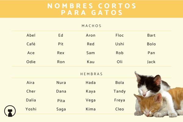 Nombres gallegos para gatos 5