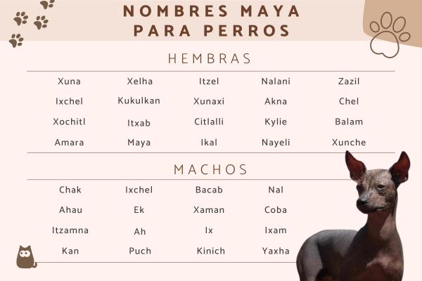 Nombres escoceses para perros 3
