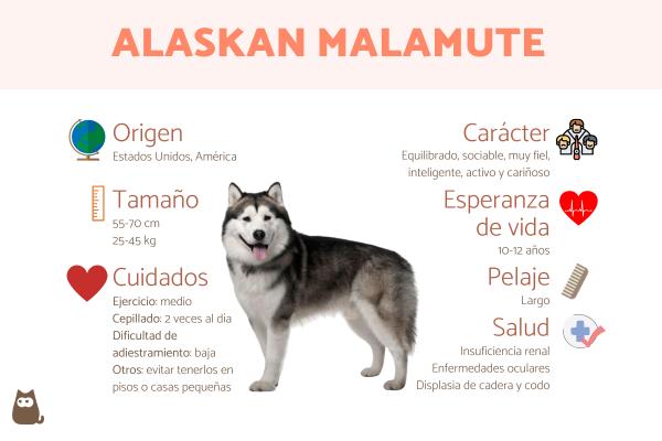 Nombres indios para perros machos y significado 3
