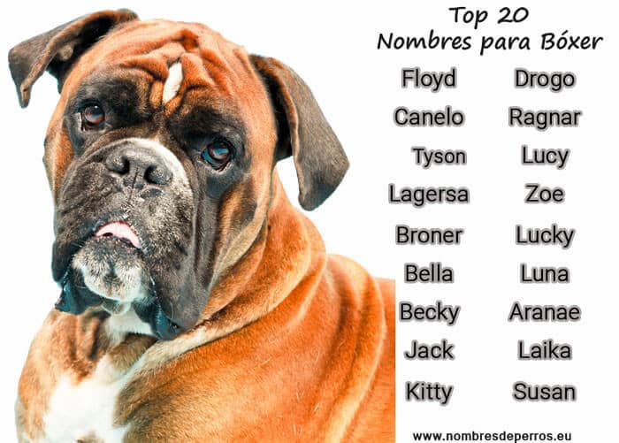 Nombres intimidantes para perros 6