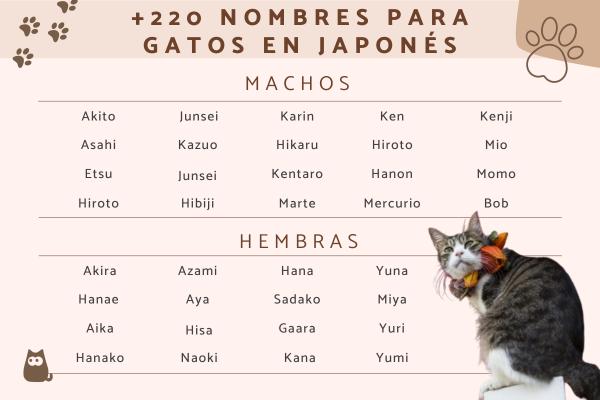 Nombres kawaii para gatos machos 1