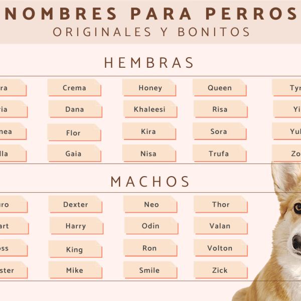 Nombres literarios para perros 1