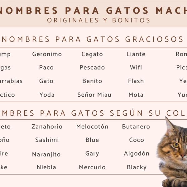 Nombres neutros para gatos 2
