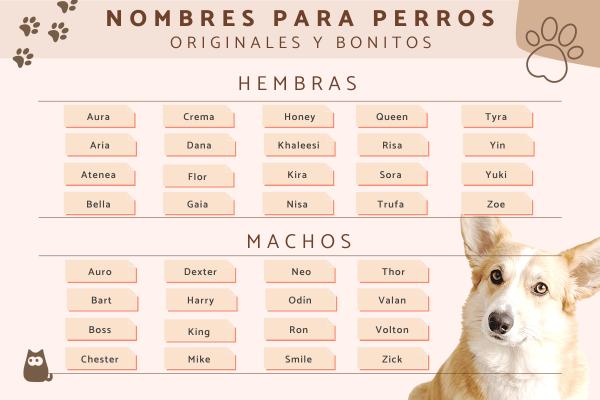 Nombres originales para perro hembra 1