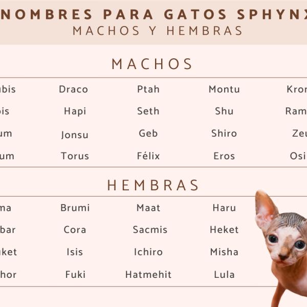 Nombres para gatas sphynx 1