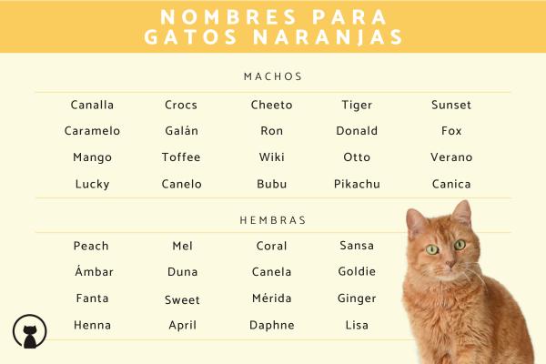 Nombres para gato macho anaranjado 1