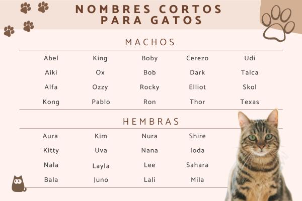 Nombres para gatos astrologia 3