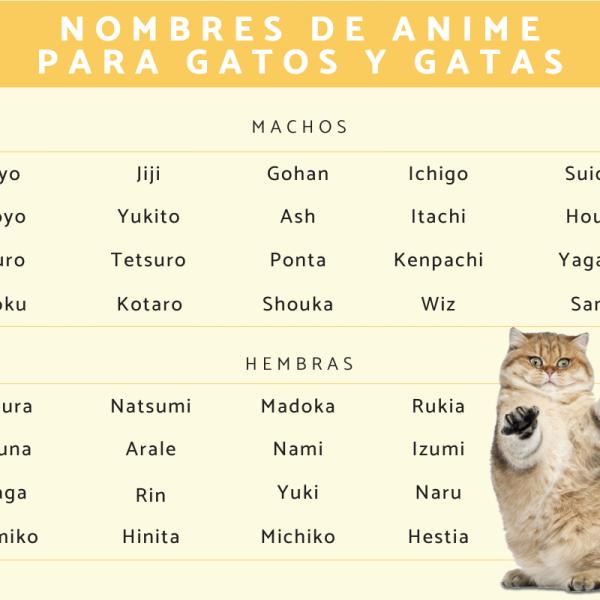 Nombres para gatos hembra anime 2