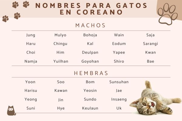 Nombres para gatos hembra anime 3