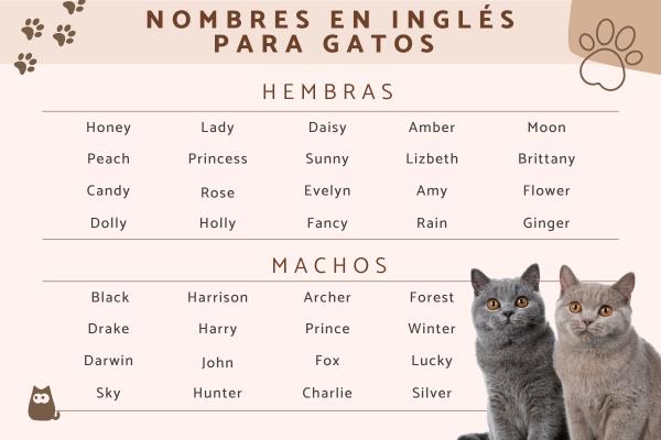 Nombres para gatos mellizos 1