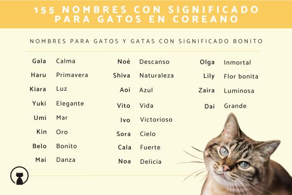 Nombres para gatos relacionados con el universo 1