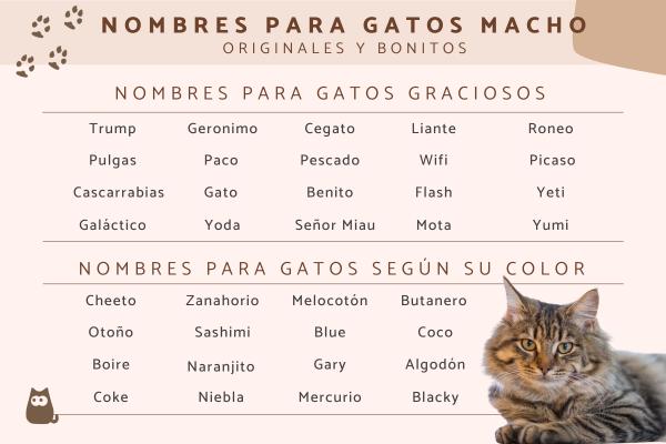Nombres para gatos sin un ojo 1