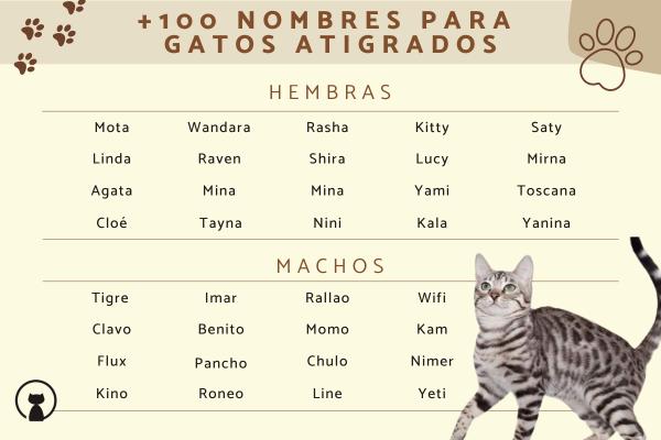 Nombres para gatos tigrillos 2