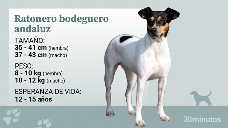 Nombres para perro bodeguero andaluz 1