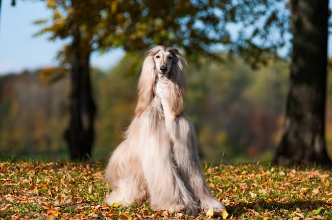 Nombres para perros afganos 1